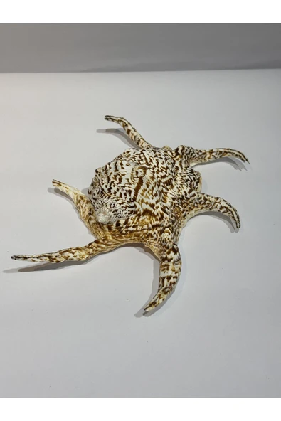 gemsartdeco CHİREGRA ORJİNAL KABUK - Resim 4