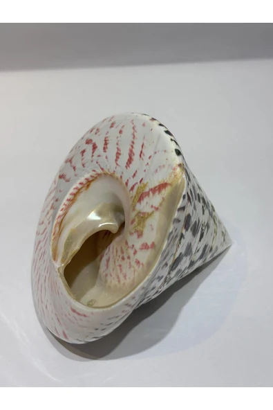 gemsartdeco TROCA POLISHED NATURAL KABUK - Resim 2