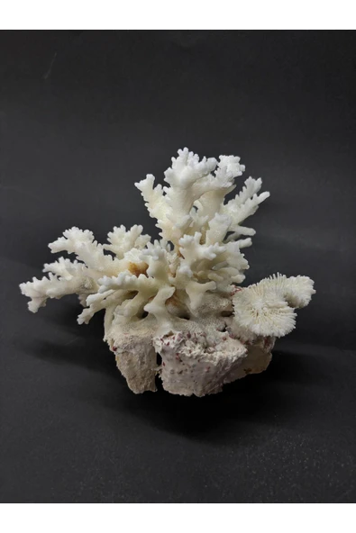 gemsartdeco MERCAN - Resim 2