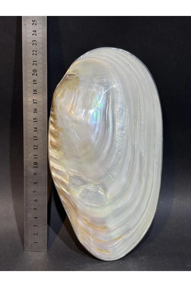 gemsartdeco KABUK XXL GÜMÜŞ ÇERÇEVELİ - Resim 5