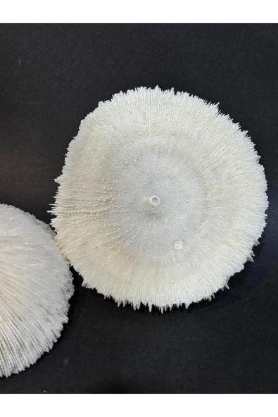 gemsartdeco MANTAR MERCAN - Resim 4