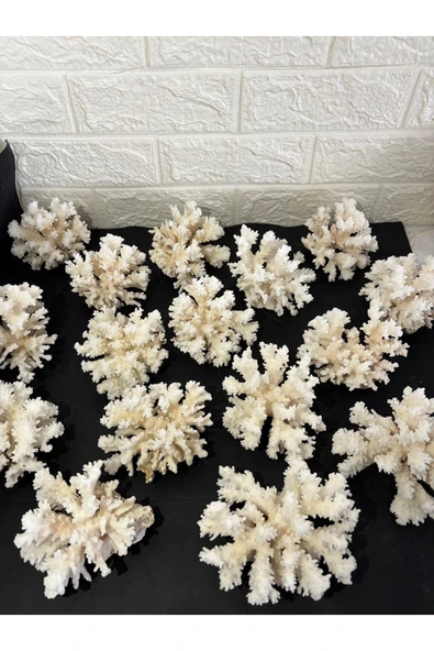 gemsartdeco Mercan Doğaltaş Boy 3 ürün görseli 1