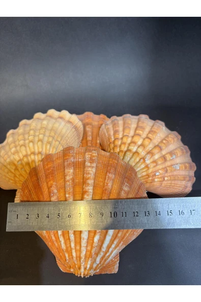 gemsartdeco Lion's Paw Scallop Kabuk - Resim 6