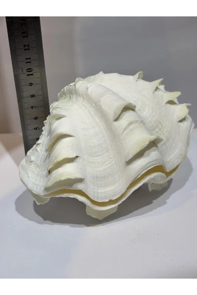 gemsartdeco TRIDACNA KOLEKSİYON KABUK - Resim 8