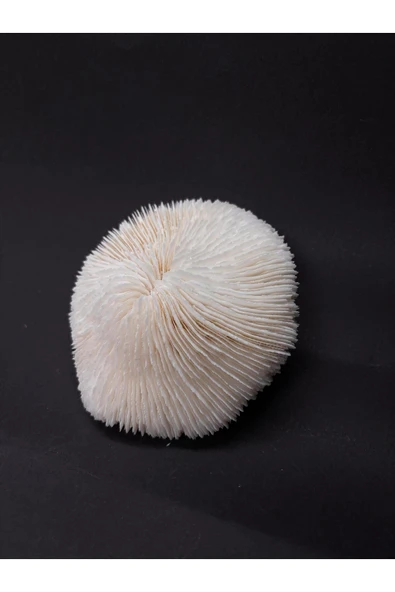 gemsartdeco MANTAR MERCAN ürün görseli