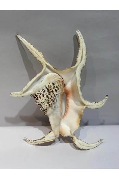 gemsartdeco CHİREGRA ORJİNAL KABUK - Resim 2