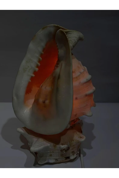 gemsartdeco CASIS DEV BOY LAMBA PRİZLİ ürün görseli