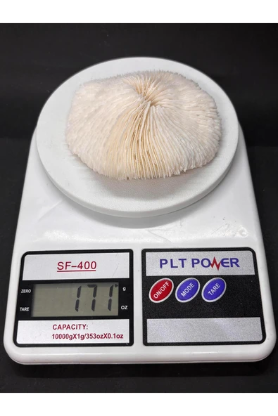 gemsartdeco MANTAR MERCAN - Resim 8