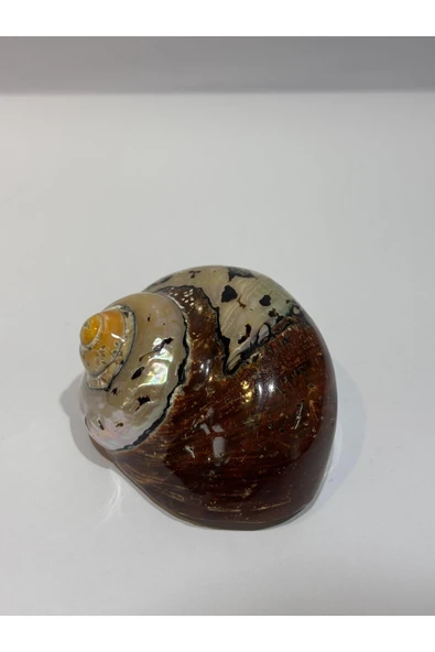 gemsartdeco SARMATICOS KABUK - Resim 2