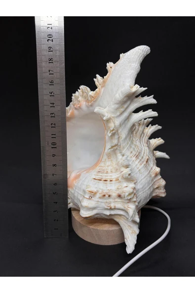 gemsartdeco MUREX KABUK GECE LAMBASI - Resim 8