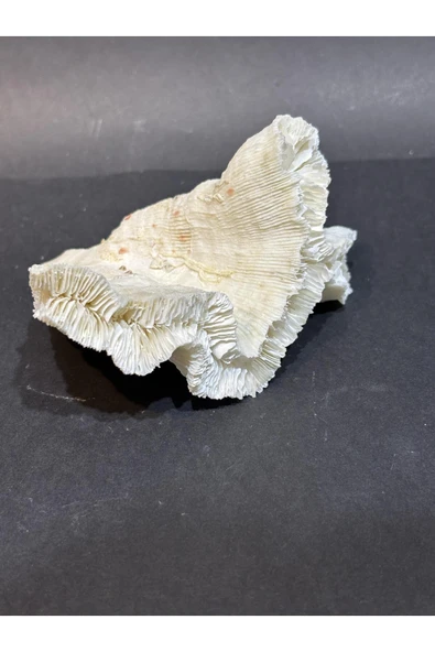 gemsartdeco BEYİN MERCAN - Resim 2