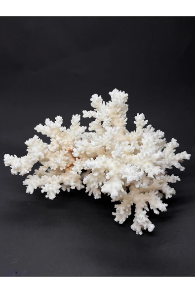 gemsartdeco Dal Mercan Harika Koleksiyon - Resim 6