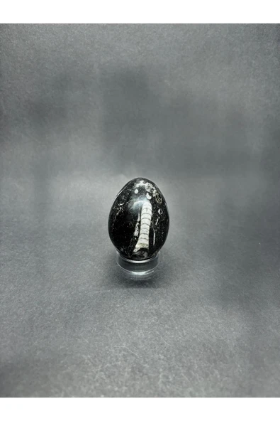 gemsartdeco BELEMNİT FOSİLLİ YUMURTA DOĞALTAŞ - Resim 2