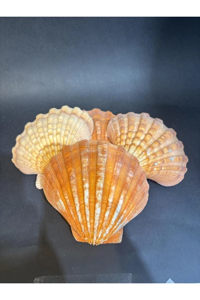 gemsartdeco Lion's Paw Scallop Kabuk - Resim 5