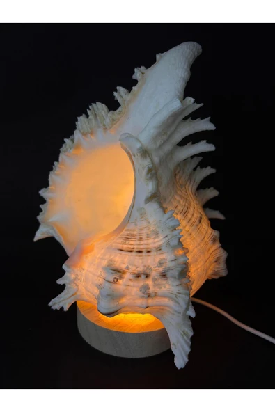 gemsartdeco MUREX KABUK GECE LAMBASI - Resim 2