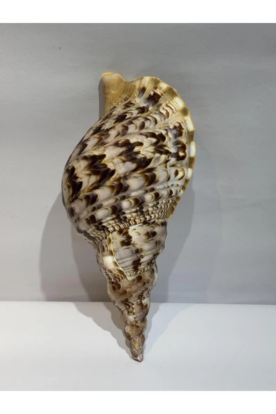 gemsartdeco TRIATON KABUK - Resim 6