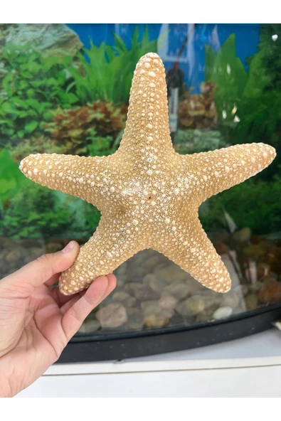 gemsartdeco Deniz Yıldızı Büyük Boy ürün görseli