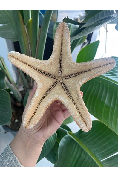 gemsartdeco Deniz Yıldızı Büyük Boy - Resim 2