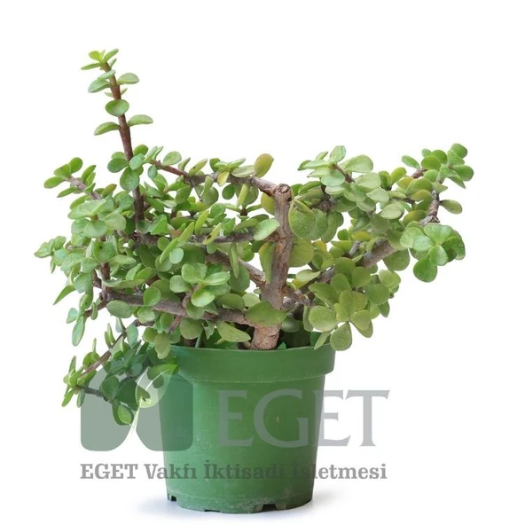 Yeşim Ağacı/Filazığı (Portulacaria afra) - Resim 2