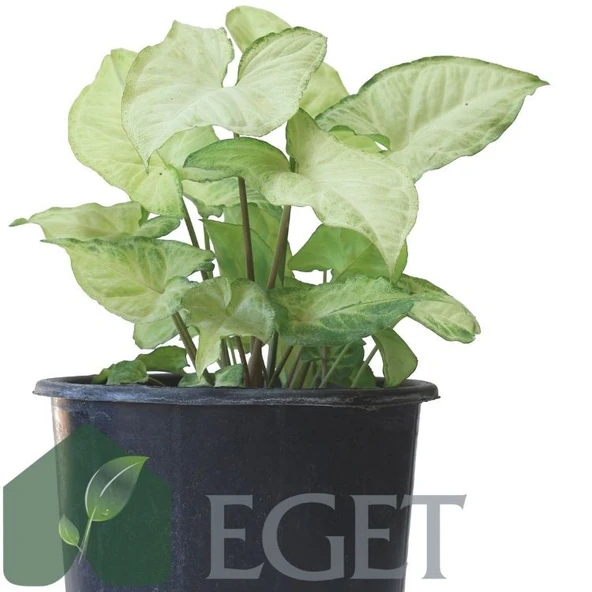 Melek Kanadı Çiçeği (Syngonium podophyllum)- 3 lt Saksıda - Resim 3