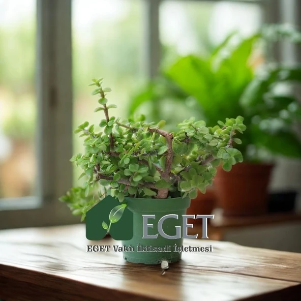 Yeşim Ağacı/Filazığı (Portulacaria afra) - Resim 4