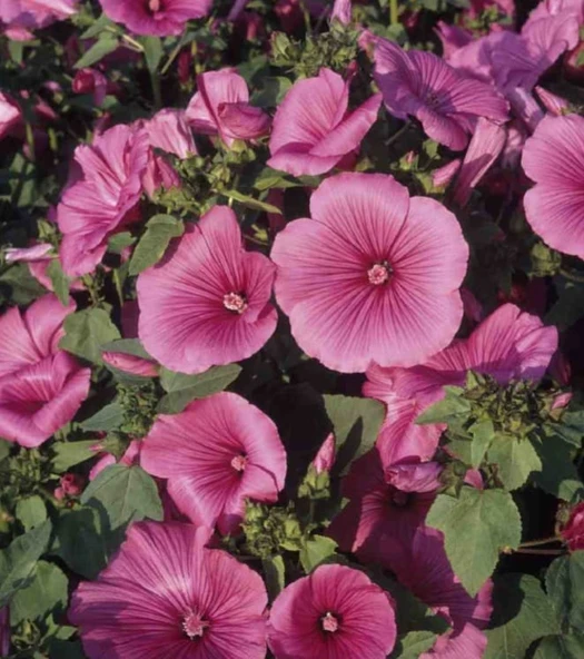 YERLİ PAMUK ÇİÇEĞİ TOHUMU 25 ADET TOHUM ürün görseli 1