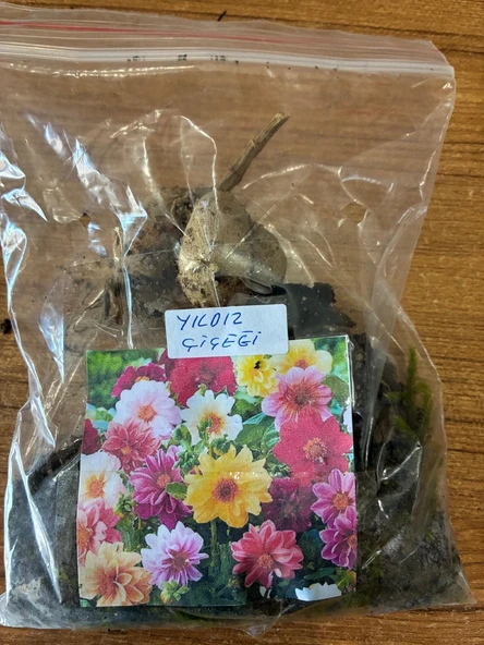 YERLİ YILDIZ ÇİÇEĞİ SOĞANI 3 ADET - Resim 2