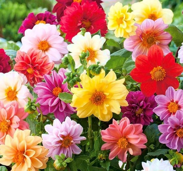 YERLİ YILDIZ ÇİÇEĞİ SOĞANI 3 ADET ürün görseli 1