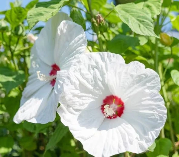 YERLİ DEV HATMİ ÇİÇEĞİ TOHUMU 10 ADET TOHUM ürün görseli 1