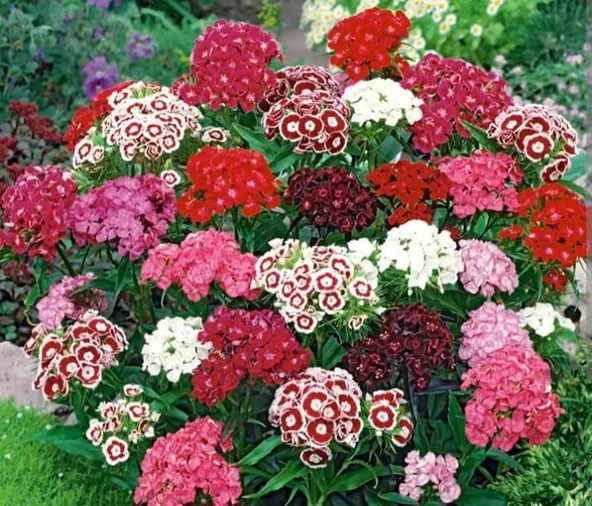 YERLİ ÇİN KARANFİLİ (HÜSNÜ YUSUF) ÇİÇEĞİ TOHUMU 25 ADET TOHUM ürün görseli 1