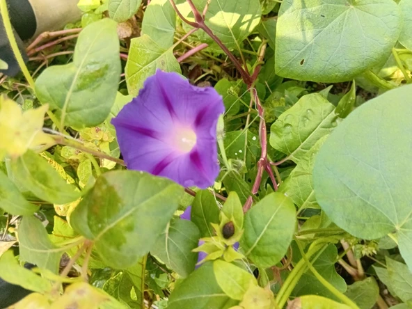 YERLİ SABAH SEFASI ÇİÇEĞİ TOHUMU 10 ADET TOHUM ürün görseli 1