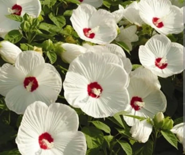 YERLİ DEV HATMİ ÇİÇEĞİ TOHUMU 10 ADET TOHUM - Resim 2