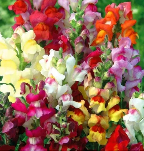 YERLİ ASLANAĞZI ÇİÇEĞİ TOHUMU 100 ADET TOHUM ürün görseli 1