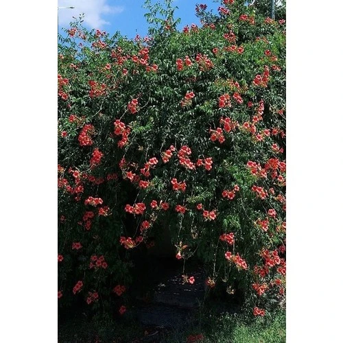 Acem Borusu Campsis Radicans 30-50 cm - Resim 2