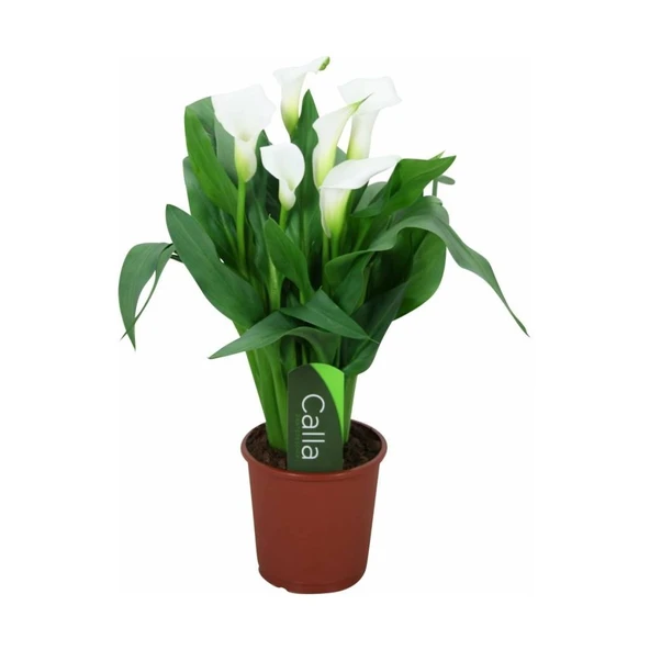 Gala gelin Çiçeği (Calla Lily) Beyaz 10-20 cm ürün görseli