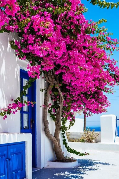 Bougainvillea Pembe Begonvil Canlı Dış Mekan Sarmaşığı 10-20 cm - Resim 4