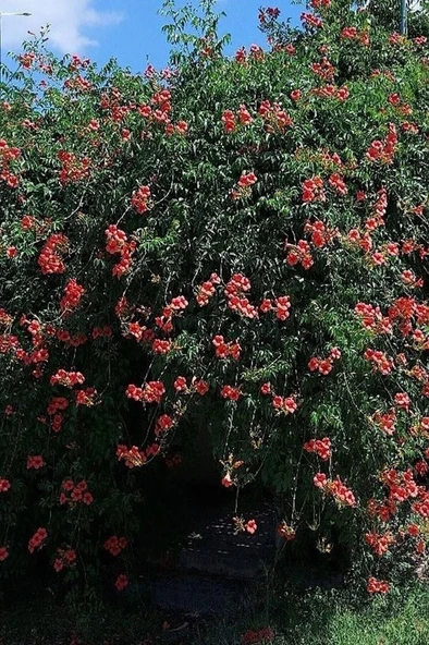 Acem Borusu Sarmaşık Turuncu Borazan Çiçeği  Fidanı Tüplü 50-80 cm - Resim 2