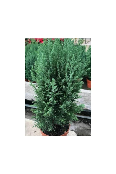 Balkon Salon Çamı Elwoodi Çamı 20 25 cm - Resim 4