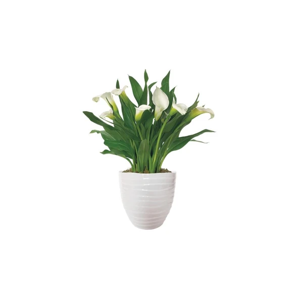 Gala gelin Çiçeği (Calla Lily) Beyaz 10-20 cm - Resim 2