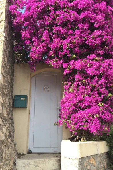 Bougainvillea Pembe Begonvil Canlı Dış Mekan Sarmaşığı 10-20 cm ürün görseli 1