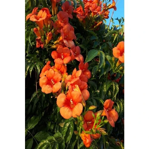 Acem Borusu Campsis Radicans 30-50 cm ürün görseli 1