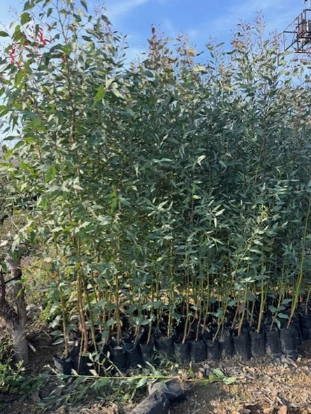 2 adet, 3 YAŞ TÜPLÜ HIZLI BÜYÜYEN,BATAKLIK KURUTAN OKALİPTUS FİDANI BOY 200-250 CM ürün görseli 1