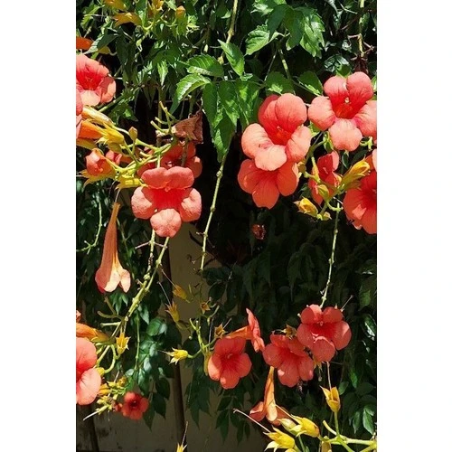 Acem Borusu Campsis Radicans 30-50 cm - Resim 4