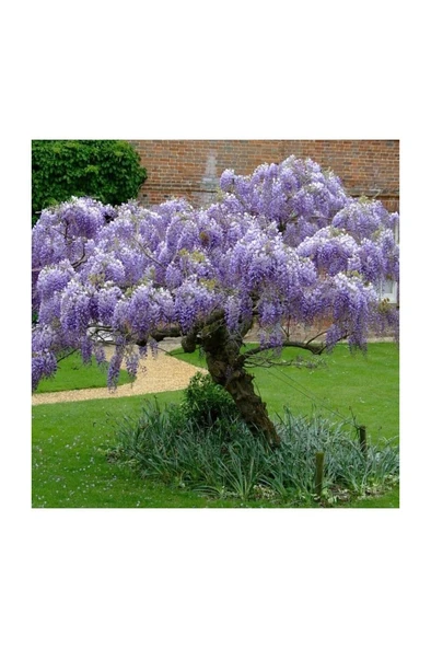 Yoğun Kokulu Mor Salkım Fidanı 10-20 cm ürün görseli