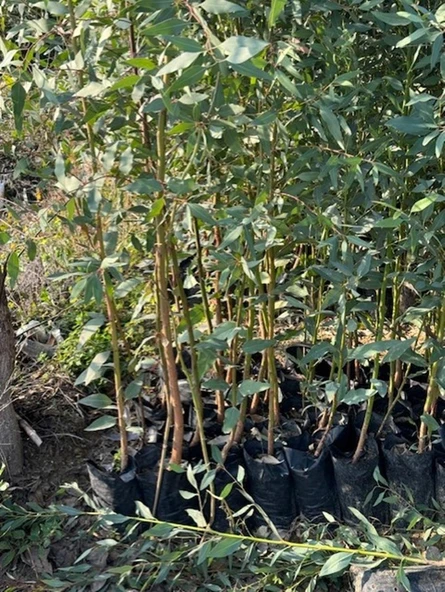 2 adet, 3 YAŞ TÜPLÜ HIZLI BÜYÜYEN,BATAKLIK KURUTAN OKALİPTUS FİDANI BOY 200-250 CM - Resim 3