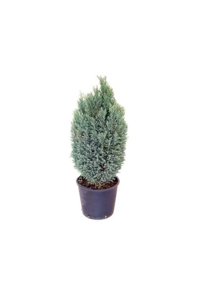 Living Room Pine Elwoodi Pine Salon Çamı Elwoodi Çamı 30-60 cm - Resim 2