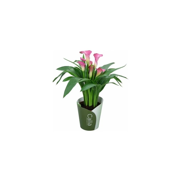 Gala Gelin Çiçeği (Calla Lily) Pembe 10-20 cm ürün görseli