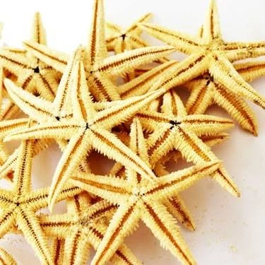 Gerçek Deniz Yıldızı 10'lu Paket ürün görseli 1