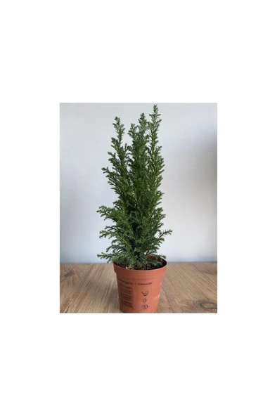 Elvudi Elwoodi Çam Fidanı 40-60 Cm - Resim 2