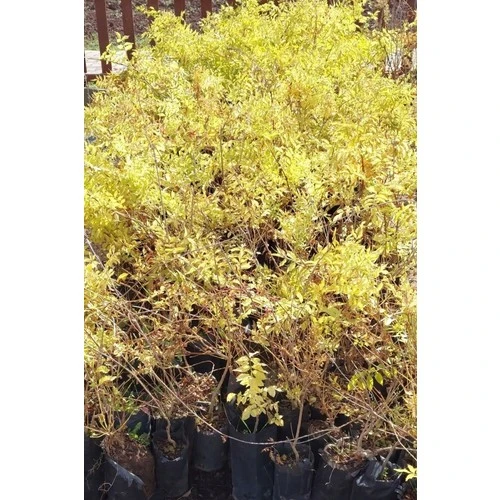 Acem Borusu Campsis Radicans 30-50 cm - Resim 3